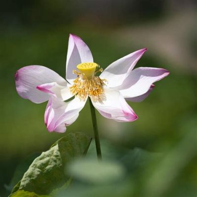 Lotus Pond!  A Serene Symphony in Watercolors Capturing Ephemeral Beauty