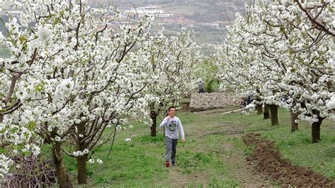  Yüzyılın Şafağında Bir Dans: Ruan Jian'ın Çiçek Açan Kiraz Ağacı